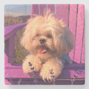 Porta-copo De Pedra Cachorrinho de pelúcia Shih Tzu, cachorro feliz se