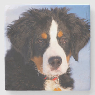 Porta-copo De Pedra Cachorro da Montanha Bernese