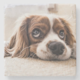 Porta-copo De Pedra Cachorro Panelado De Olhos Tristes