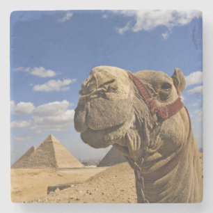Porta-copo De Pedra Camelo na frente das pirâmides de Giza, Egipto,