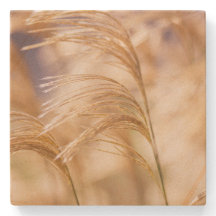 Campo da porta copos do arenito do trigo