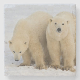 Porta-copo De Pedra Canadá, Baía de Hudson. Mãe ursa polar com dois