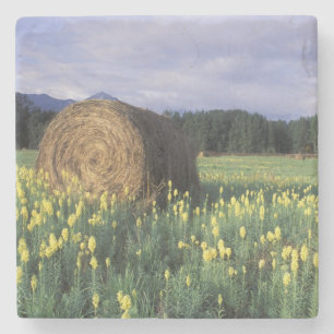 Porta-copo De Pedra Canadá, Colúmbia Britânica, Kitwanga. Amarelo