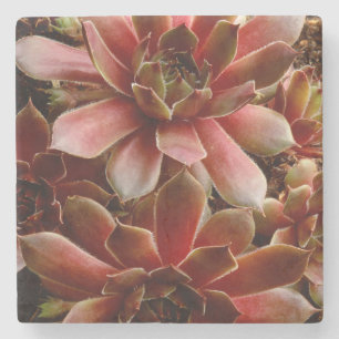 Porta-copo De Pedra Canadá, . Planta suculenta