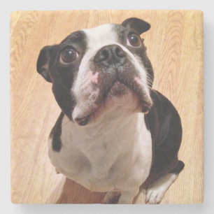 Porta-copo De Pedra Cão de Boston Terrier