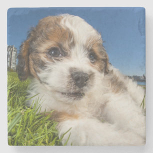 Porta-copo De Pedra Cão de filhote de cachorro bonito (Shitzu)