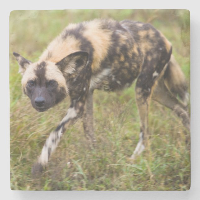 Porta-copo De Pedra Cão selvagem africano (Lycaon Pictus), Jogo Madikw (Frente)