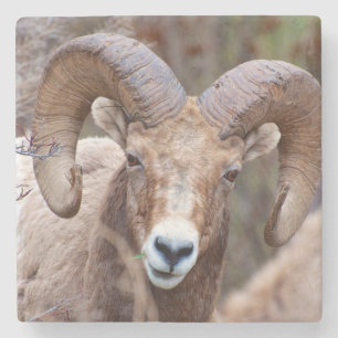 Porta-copo De Pedra Carneiro Bighorn das Montanhas Rochosas
