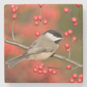 Porta-copo De Pedra Carolina Chickadee no arbusto Common Winterberry
