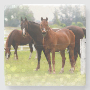 Porta-copo De Pedra Cavalos