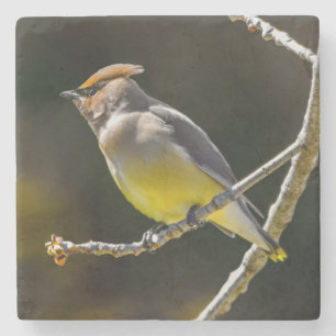 Porta-copo De Pedra Cedar Waxwing Songbird Original Foto de Pássaro Se