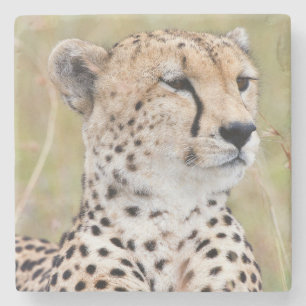 Porta-copo De Pedra Cheetah
