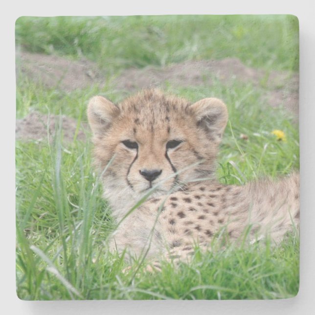 Porta-copo De Pedra Cheetah20150904 (Frente)