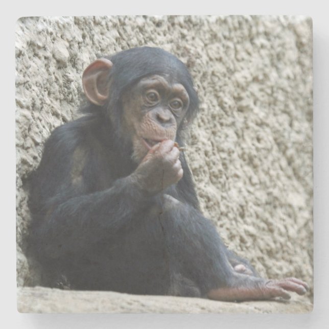 Porta-copo De Pedra Chimpanzé 013 (Frente)