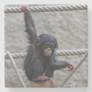 Porta-copo De Pedra Chimpanzé 017
