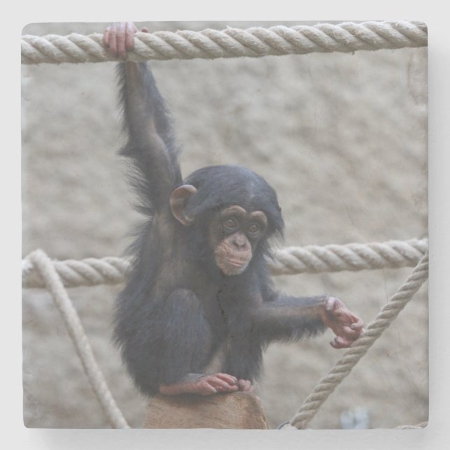 Porta-copo De Pedra Chimpanzé 017 (Frente)