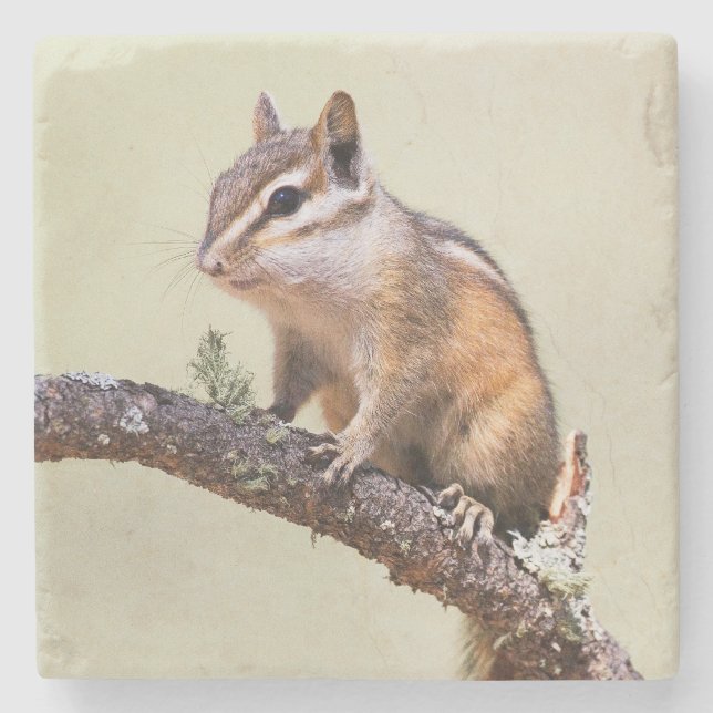 Porta-copo De Pedra Chipmunk Cute e Chubby (Frente)