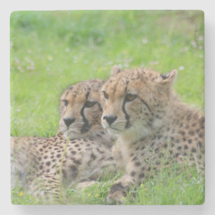 Porta-copo De Pedra Chita 001