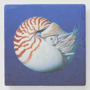 Porta-copo De Pedra Close-Up de Nautilus-Camarado