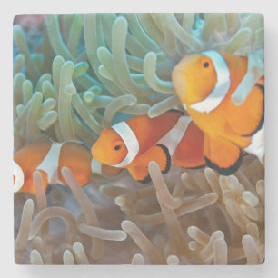 Porta-copo De Pedra Clownfish