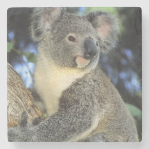 Porta-copo De Pedra Coala, Phascolarctos cinereus), Austrália,