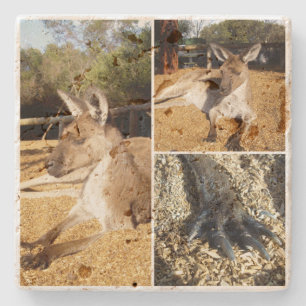 Porta-copo De Pedra Colagem de Fotos de Kangaroo com Três Imagens,