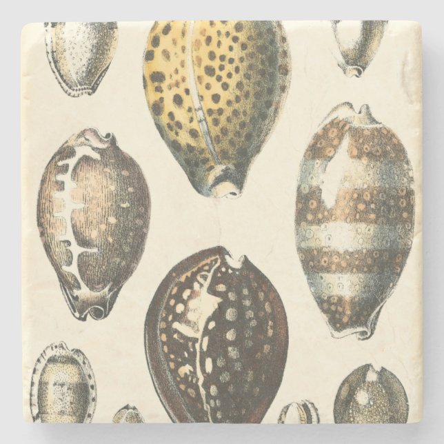 Porta-copo De Pedra Conchas Selvagens Exclusivamente Formatadas (Frente)