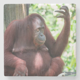 Porta-copo De Pedra Contemplação de Orangutan