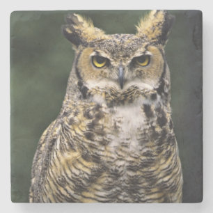 Porta-copo De Pedra Coruja-americana (Bubo virginianus), corpo inteiro