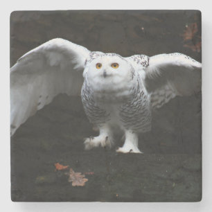 Porta-copo De Pedra Coruja de Neve com o litoral das Asas Abertas