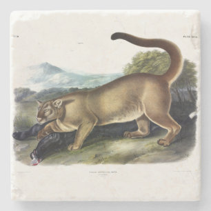 Porta-copo De Pedra Cougar ou Puma, Pantera, Leão de Montanha, Catmont