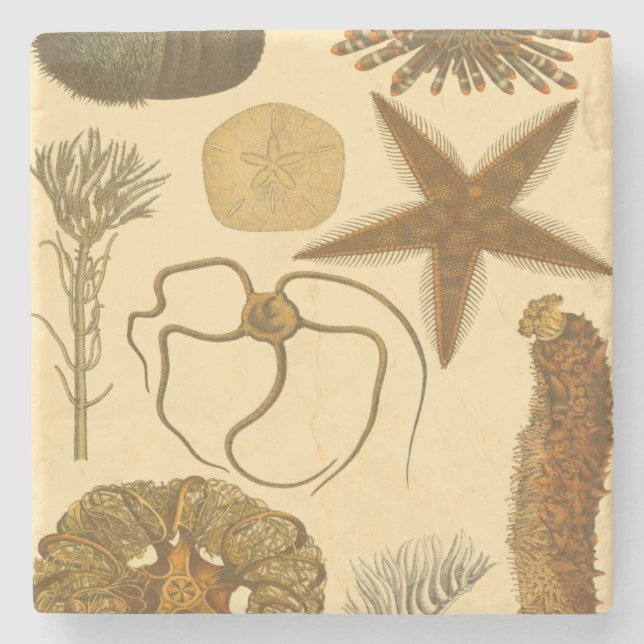 Porta-copo De Pedra Criaturas do Mar Subaquático (Frente)