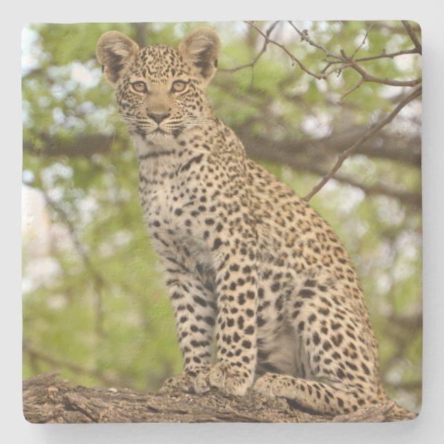 Porta-copo De Pedra Cubo Leopardo Em Um Limbo. (Frente)