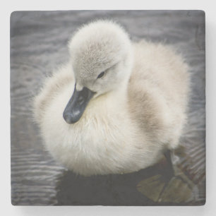 Porta-copo De Pedra Cygnet da cisne do bebê