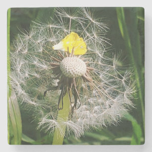Porta-copo De Pedra Dandelion