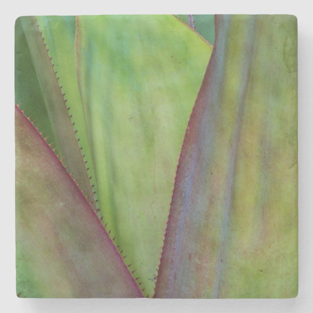 Porta-copo De Pedra Detalhe da Planta Agave (Frente)
