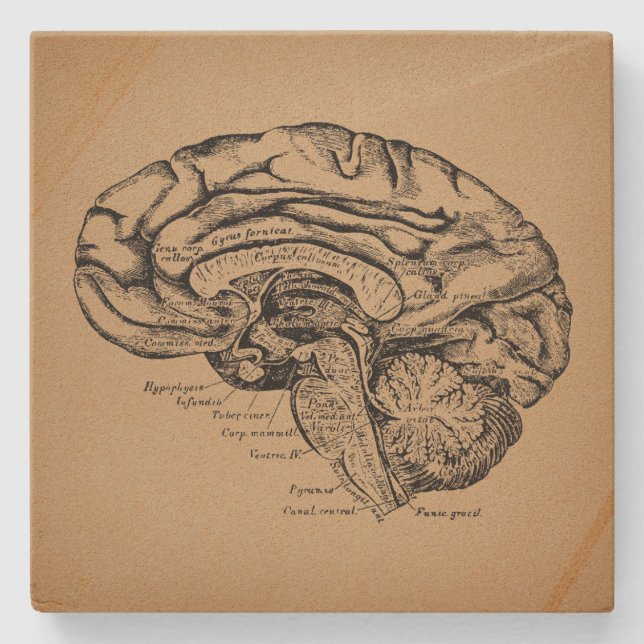 Porta-copo De Pedra Diagrama Cerebral Antiquado Anatomia Médica (Frente)