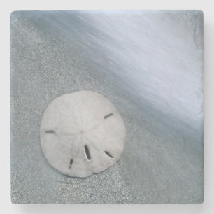 Porta-copo De Pedra Dólar-da-praia na Praia   Ilha de Sanibel, Flórida
