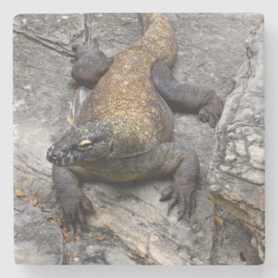 Porta-copo De Pedra Dragão de Komodo em Rocha Ensolarada