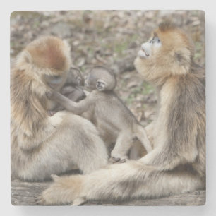 Porta-copo De Pedra Duas fêmeas de Macaco-dourado com recém-nascidos