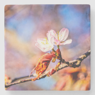 Porta-copo De Pedra Duas Flores de Sakura Incríveis. Fundo Azul, Rosa