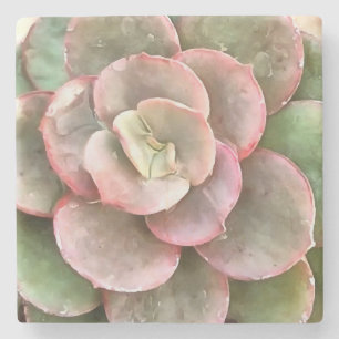 Porta-copo De Pedra Echeveria Cactus - Pintura acrílica suculenta