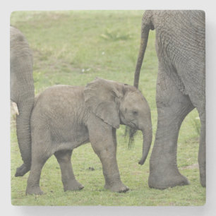 Porta-copo De Pedra Elefante africano fêmea com bebê