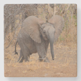 Porta-copo De Pedra Elefante Jovem Com Orelhas Flamentadas.