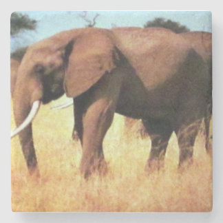 Porta-copo De Pedra elefantes na costa de papel quadrado em movimento