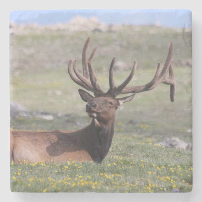 Porta-copo De Pedra Elk no Parque Nacional da Montanha Rocky (Frente)