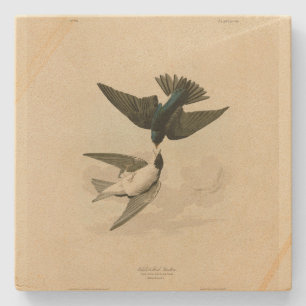 Porta-copo De Pedra Engorda de barriga branca (árvore) - Aves de Audub