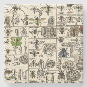 Porta-copo De Pedra Entomologia do vintage