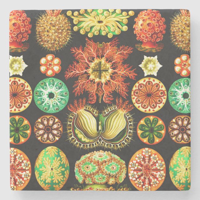 Porta-copo De Pedra Ernst Haeckel Ascidiae (Frente)