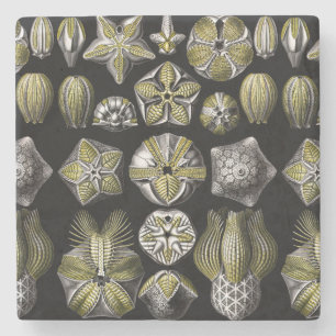 Porta-copo De Pedra Ernst Haeckel Blastoidea